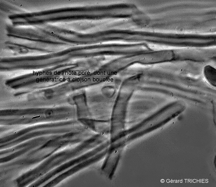 Lindtneria trachyspora (Tulasnella violea)